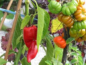 Tomaten und Paprika im gemüsebaulich genutzten Gewächshaus (Kalthaus)