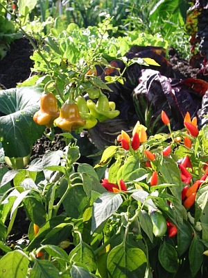 Chil und andere Gemüse im Gewächshaus