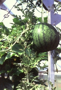 Gewächshaus für den Gemüseanbau - Melone