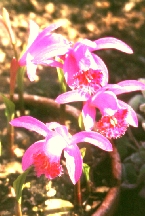 Pleione - Tibetorchidee im frostfreien Gewächshaus